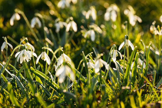 Snowdrops in the evening