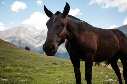 Portrait of a horse in countryside