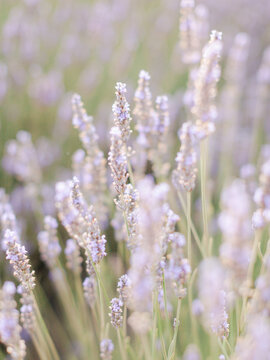 Close up of lavender in a field
