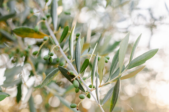 Close up of green olives