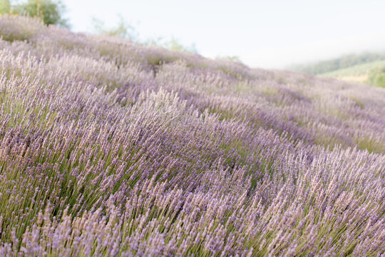Lavender field