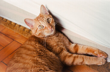 Surprised orange cat