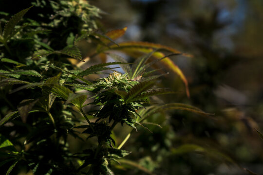Hemp field detail