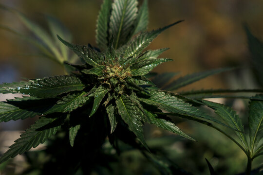 Close up photo of marijuana plants at outdoor 
