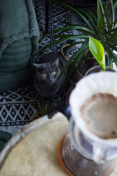 coffee and cat at  home