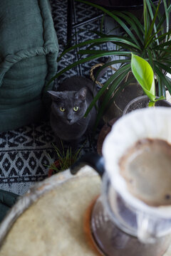 coffee and cat at  home