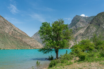 Trees standing in water of river Naryn Kyrgyzstan