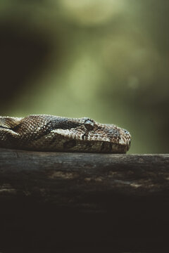 portait of a snake