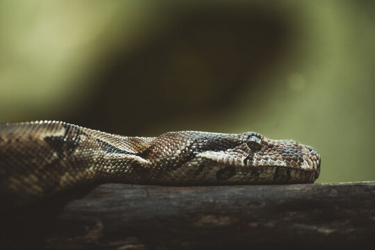 portait of a python