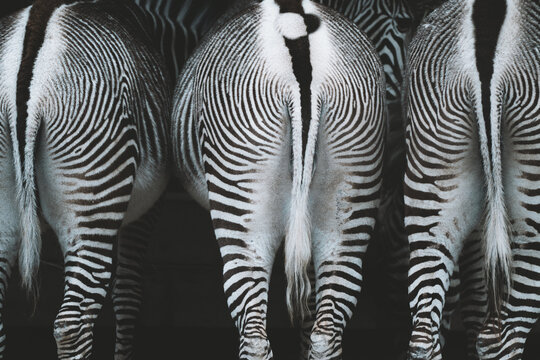 backs of three zebras