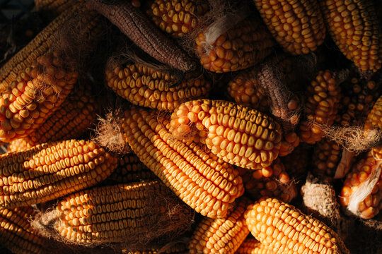Ears of corn in sunlight
