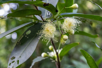 A bunch of white java apple or wax apple flowers on a branch close up