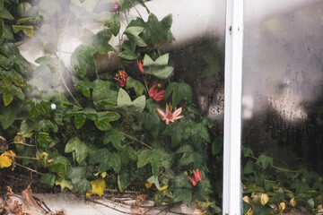 Flowers and foliage through a glasshouse window