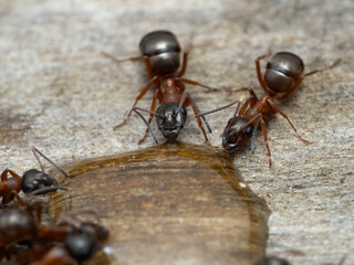 P5080030 close-up of 2 carpenter ants, Camponotus vicinus, drinking honey cECP 2022
