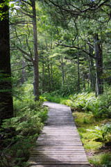 Path in Swampy Woods
