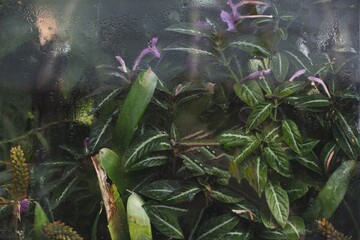 Flowers and foliage through a glasshouse window