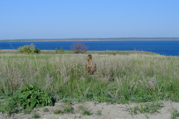 Steppe gopher on the Volga coast Russia