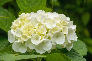 嫌な梅雨のイメージを吹き飛ばしてくれる紫陽花