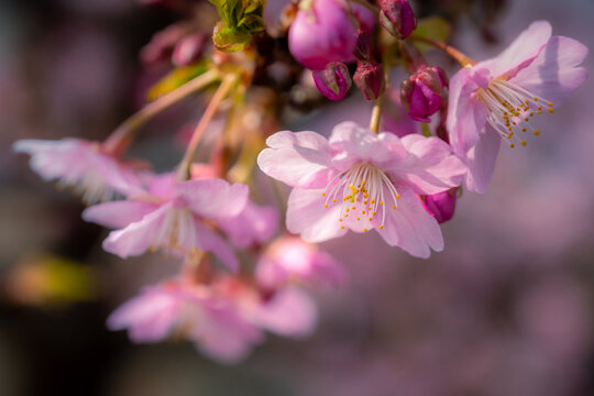 Kawazu Sakura Macro