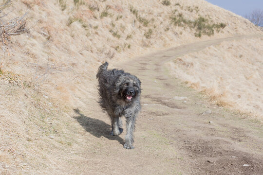 dog walks on a mountainous pathway