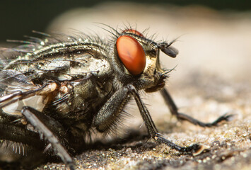 Porträt einer Fliege, Sarcophagidae