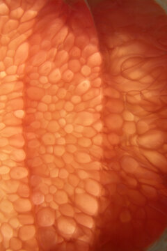 red grapefrut 6a slice citrus red grapefruit macro patterns colo