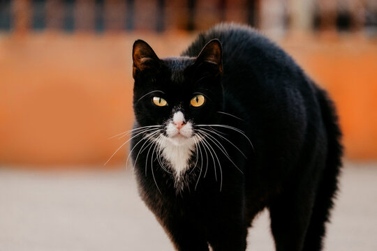Black cat