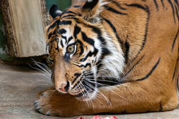 The Sumatran tiger (Panthera tigris sumatrae) eats meat