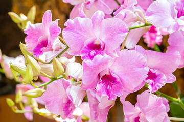 Fototapeta na wymiar Beautiful pink orchids, Dendrobium.