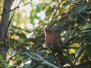 ガビチョウのさえずり