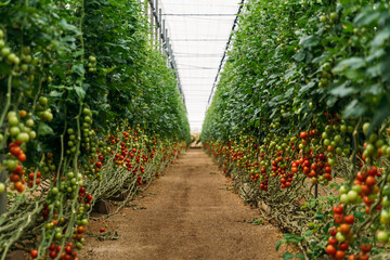 Cherry tomatoes growing on vines in greenhouse
