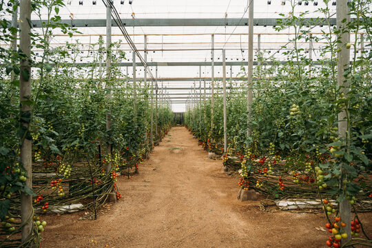 Rows of vines with growing tomatoes in hothouse