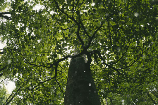 Giant tree in gree forest