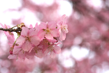 close up cluster of pink kawazu zakura flowers on branch with bokeh. Cherry blossom sakura flowers