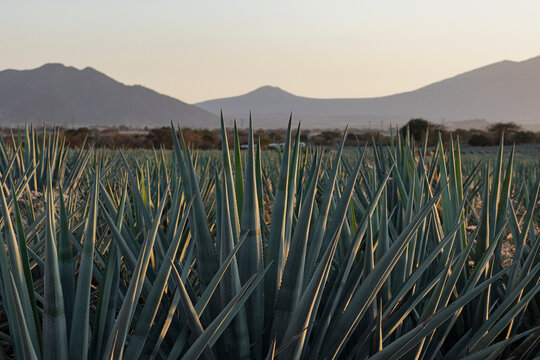 Agaves for Tequila with mountains in the background