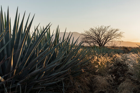 Landscape of agaves with a tree in the background on the right side