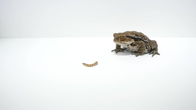 虫を見つけて近寄り捕食するヒキガエル