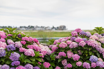 Coastal summer landscape Hydrangea colorful bloom in New England 