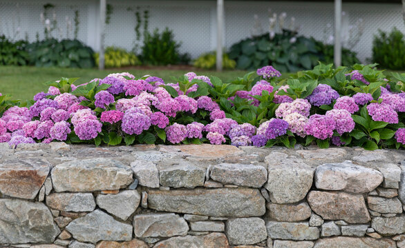 Hydrangea is colorful  in New England in summer on nice stone wall 