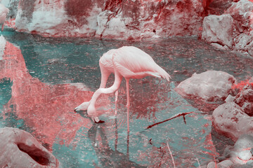 Pink flamingos, infrared photography