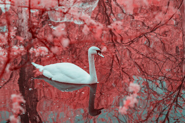 white swan, infrared photography