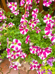 Flower bed with petunia flowers pink white close-up