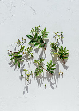 Peppercorn leaves from the garden