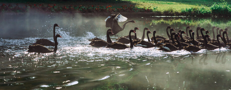 Black swan swimming in lake