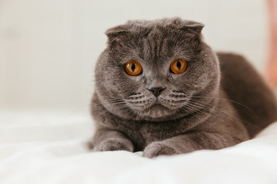 Adorable gray cat relaxing on bed