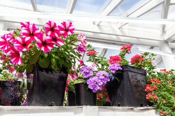 Pink petunia and verbena in pots in a greenhouse. Sale of flowers. Multicolored annual flowers in flower pots in a store.