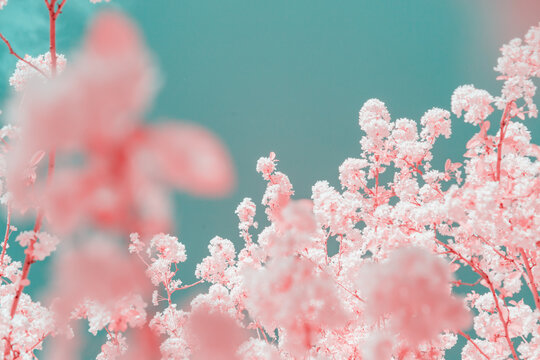 Infrared photography of Cherry blossoms