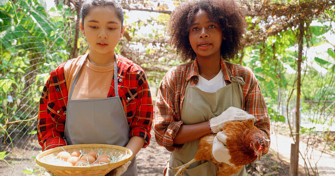 Multiracial farmers collecting organic eggs from hen house. A girl with a chicken and eggs in her hands on a sunny day. Subsistence farming and organic food concept.
