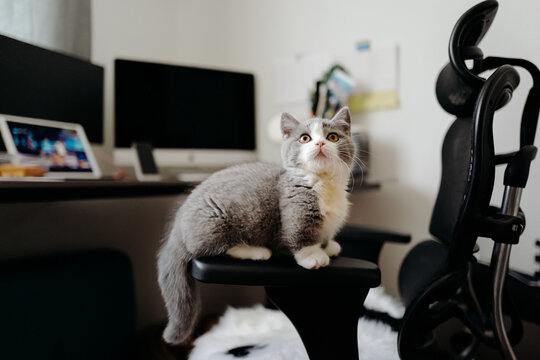 cat on workbench