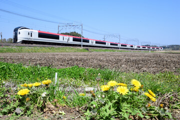 水を張る前の田んぼに咲くタンポポと特急電車